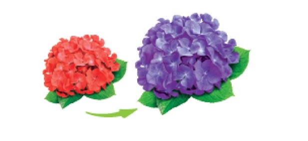 Zmiana wybarwienia hortensji z czerwonego na niebieski